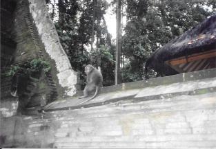 910104 sangeh