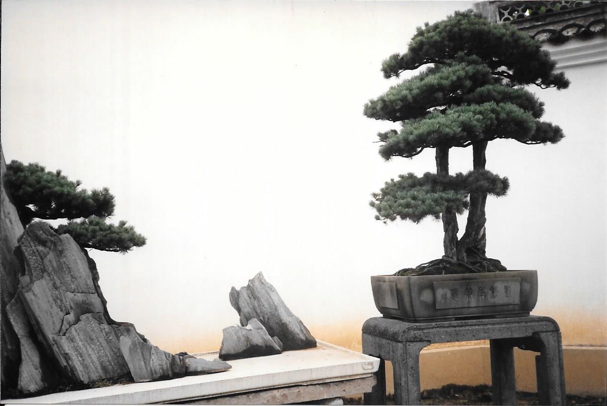 910918 Bonsai Park Hangzhou