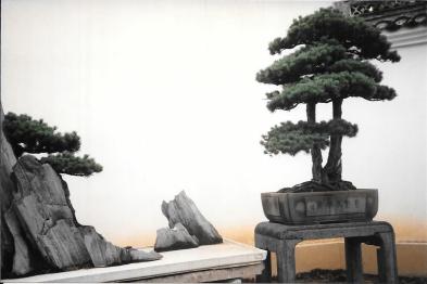 910918 Bonsai Park Hangzhou