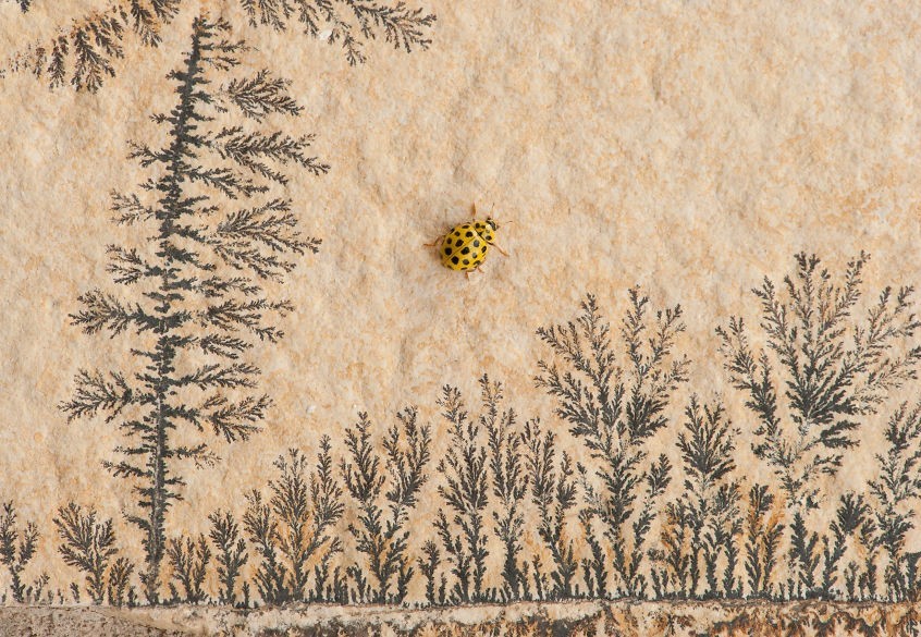 Wildlife Small World, Carlos Perez Naval, Spain