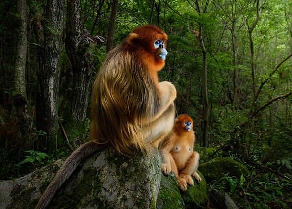 Wildlife The Golden Couple Marsel van Oosten, The Netherlands