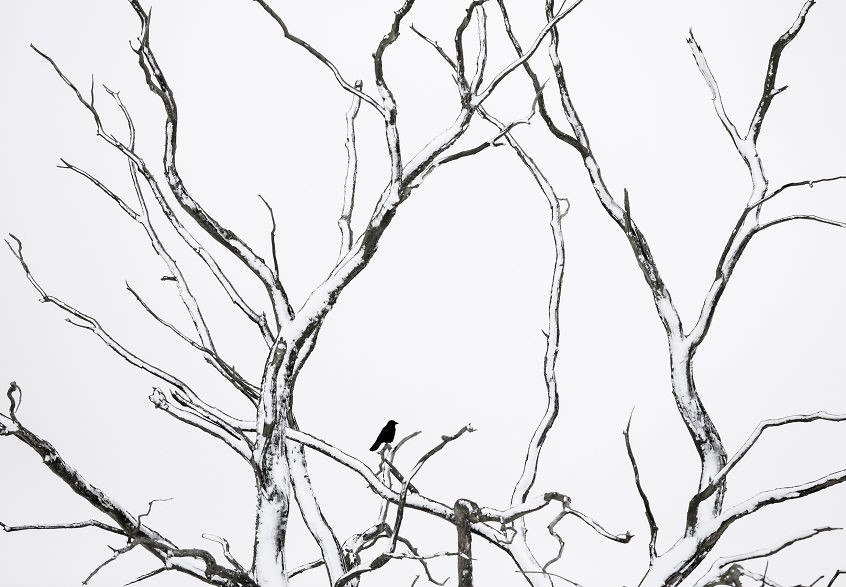 Wildlife Winter Lattice, Michel d’Oultremont, Belgium