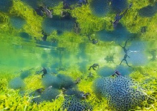 Pondworld, Manuel Plaickner, Italy