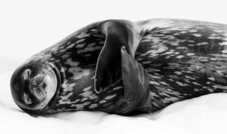 Sleeping like a Weddell, Ralf Schneider, Germany