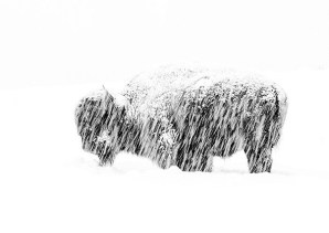 Snow Exposure, Max Waugh, USA