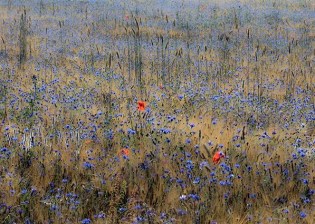 Summer Cornfield, Joël Brunet, France
