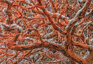 Tapestry of Life, Point Lobos State Natural Reserve in California, Zorica Kovacevic, Serbia - USA