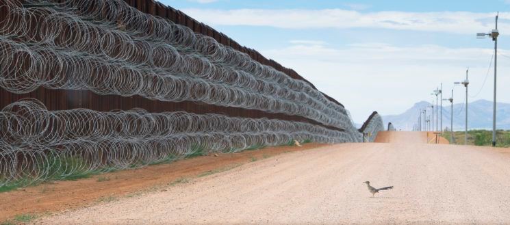 Alejandro Prieto, Mexico – a Greater Roadrunner approaches border wall at Naco, Arizona on 28 April